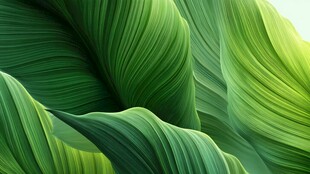 翠绿叶片的自然纹理之美
