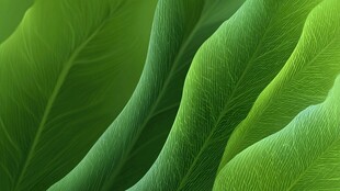 翠绿叶片的自然纹理之美