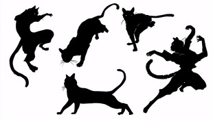 猫与人的灵动姿态剪影