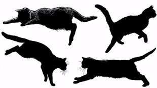 猫咪动态剪影