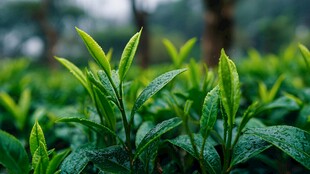 嫩绿茶芽 清新茶园景致