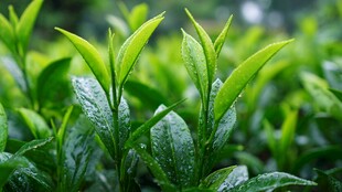 嫩绿茶芽上的晶莹水珠