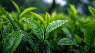 雨后鲜嫩的翠绿茶叶