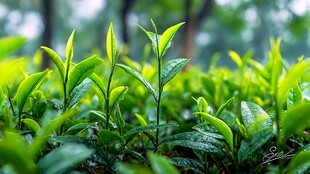 嫩绿茶芽 清新自然景象