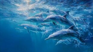 群海豚在蓝色海洋中畅游