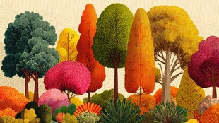 梦幻多彩森林景观