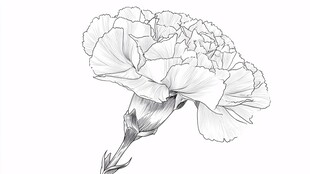 单色康乃馨花卉线稿图