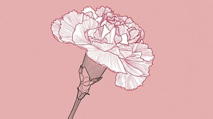 粉色康乃馨插画花卉图案