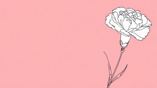 粉色背景上的简约康乃馨