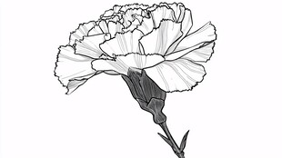 手绘康乃馨花卉线条图