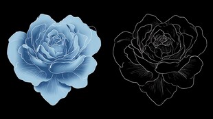 蓝色玫瑰与线条轮廓图