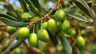 枝头青橄榄 绿意盎然