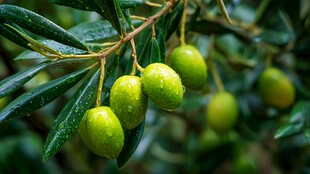 青橄榄挂枝 露珠晶莹