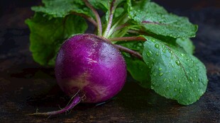 紫皮萝卜带叶新鲜水灵