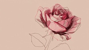 手绘粉色玫瑰线条画