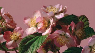 粉色娇艳花朵与绿叶相依