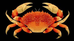 橙红色螃蟹特写