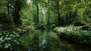 静谧森林中的清幽溪流