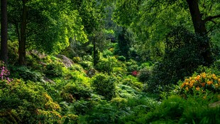 森林中的多彩植物景观