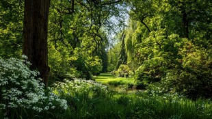 森林中的静谧绿意小径