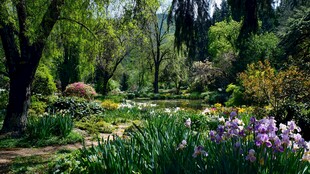 春日繁花似锦的美丽花园