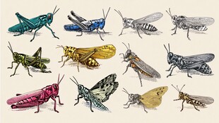 多彩蝗虫插画集合