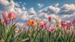 郁金香花海映蓝天白云