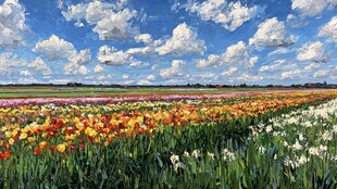 绚丽多彩的郁金香花田