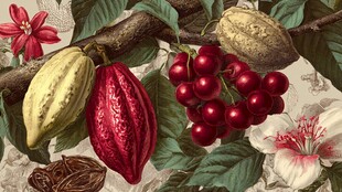 可可植物与果实精美插画