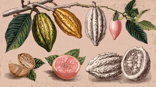 可可果及果实剖面插画展示