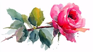 水彩绘就的娇艳粉色玫瑰