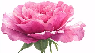娇艳粉牡丹水彩绘花朵