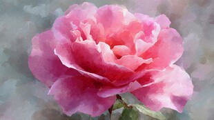粉色水彩风娇艳盛开玫瑰