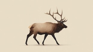 漫步的壮美麋鹿