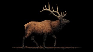 黑色背景下的雄伟麋鹿