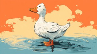 水中白鸭的悠然瞬间