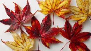 秋叶缤纷 色彩斑斓的景致