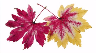 多彩枫叶展现秋日之美