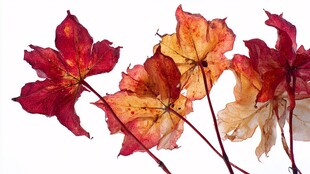 秋意枫叶 绚丽多彩姿态美