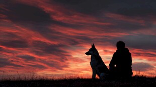 人与犬共赏绚烂晚霞