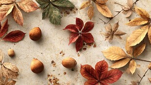 秋日落叶坚果静物画面