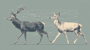 双鹿并行的线条艺术插画