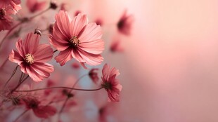 梦幻粉色波斯菊特写