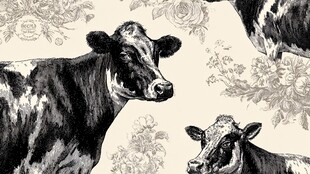 黑白花卉间的可爱奶牛