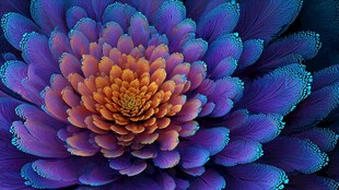 梦幻绚丽的多彩花卉