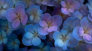 梦幻蓝紫绣球花特写