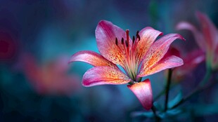 娇艳绽放的粉色百合花