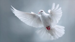 白鸽展翅飞翔