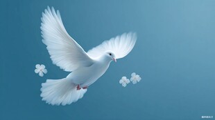白鸽蓝天展翅优雅飞翔