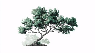 水墨风孤树插画